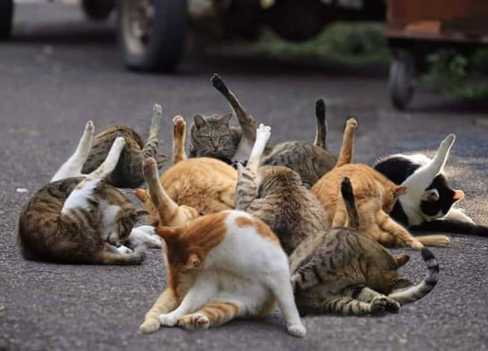 chat_hygiene_intime_sur_les_reseaux_sociaux_facebook.jpg
