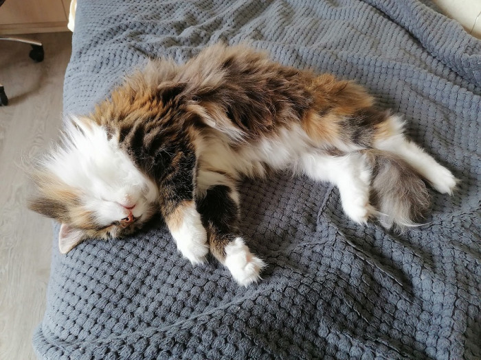 кошка.jpg