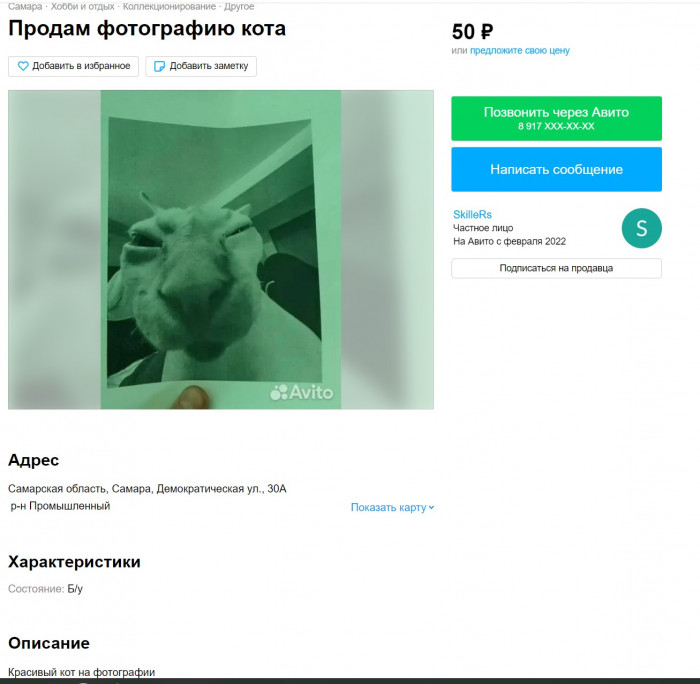 кот.jpg