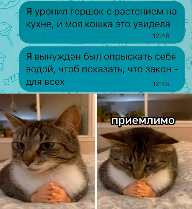 clnhpksigdgp2av67ba0.jpeg