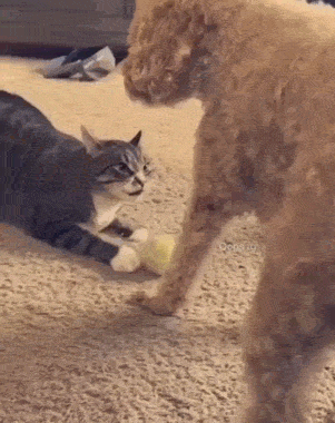 cn26k3sigdgqqr5o6qpg.gif