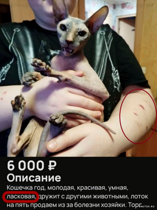 cnk5cc4igdgim7cpdqd0.png