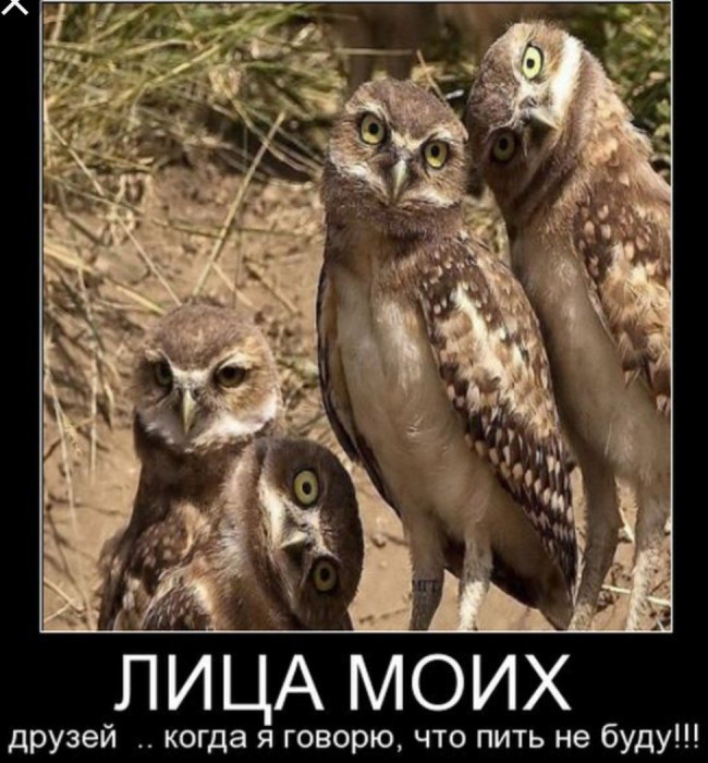 1679450392_celes-club-p-pyanaya-sova-krasivo-42.jpg