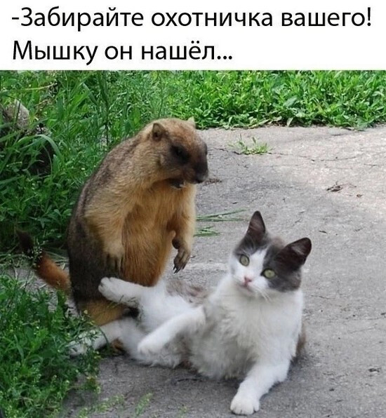 ctlqugkigdgood021s1g.jpeg