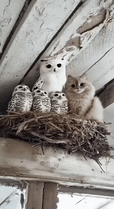 ct22c8kigdgqv7c9ecc0.gif