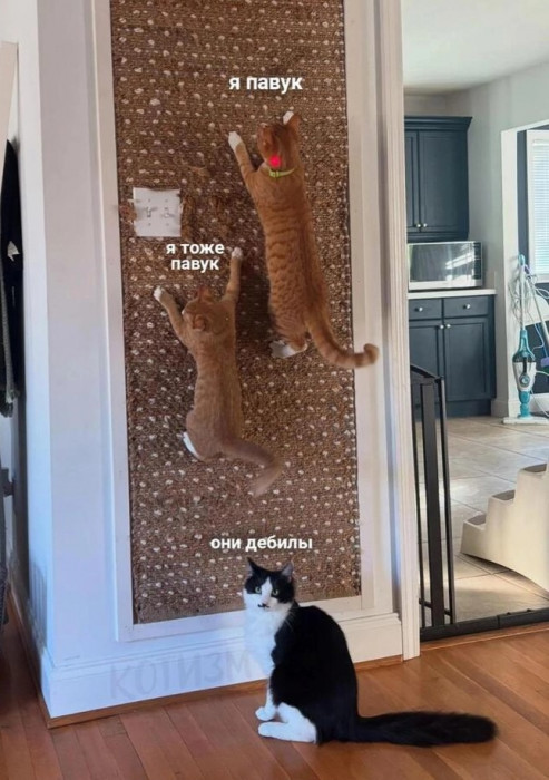 d00d6qmsmbqjd6bgtceg.jpg