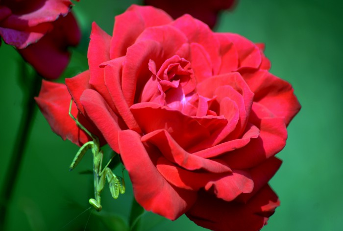 DSC02372.jpg