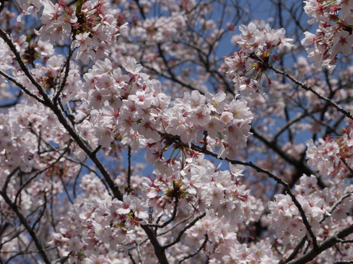 P1000072.jpg