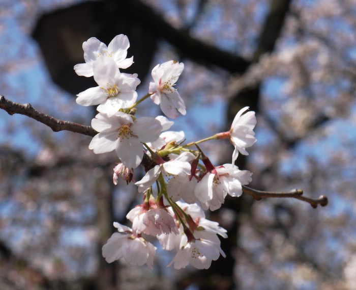P1000076a.jpg