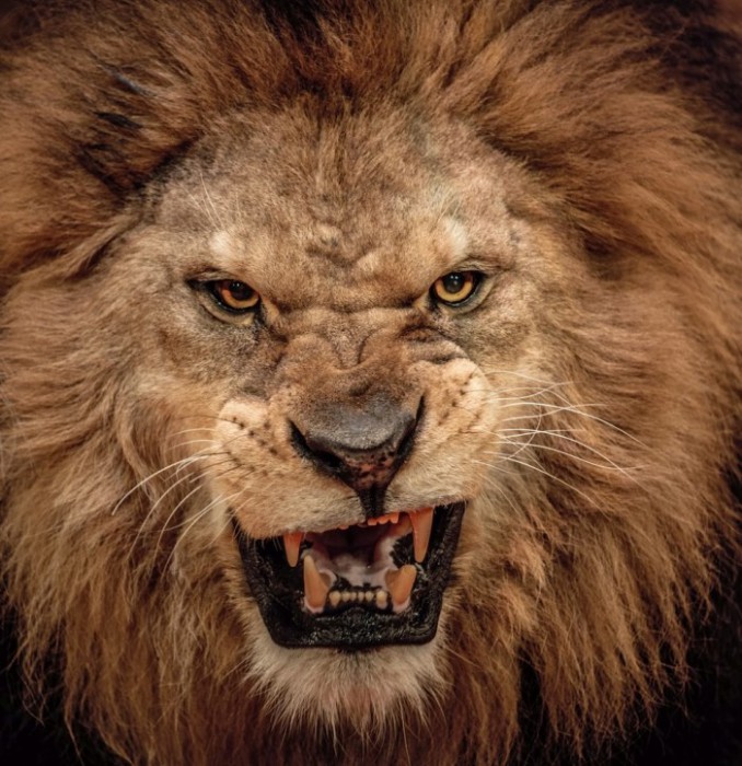Lion-Pic-shutterstock_128702168-700x723.jpg
