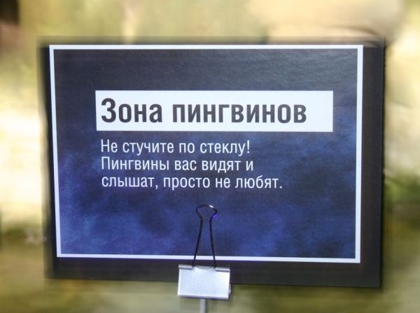 Пингвины.jpg