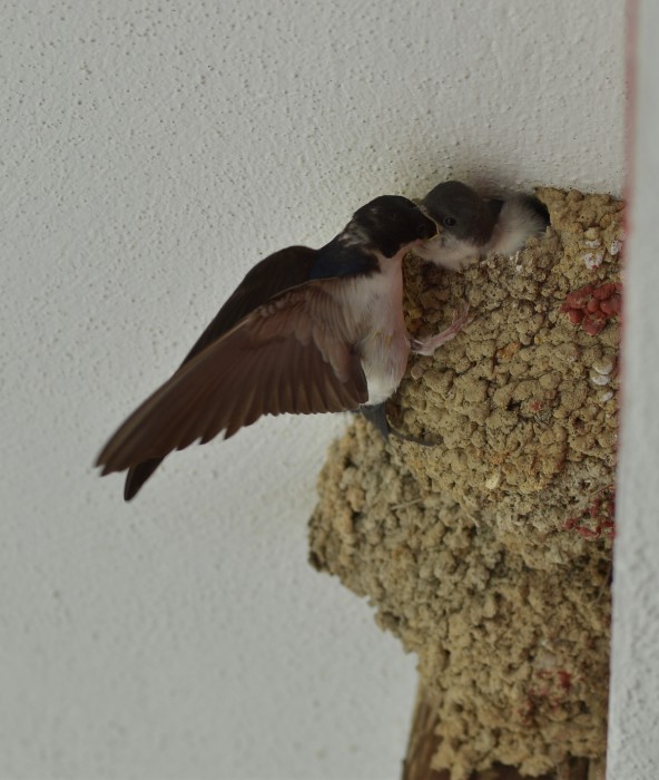 DSC_1340.2.jpg