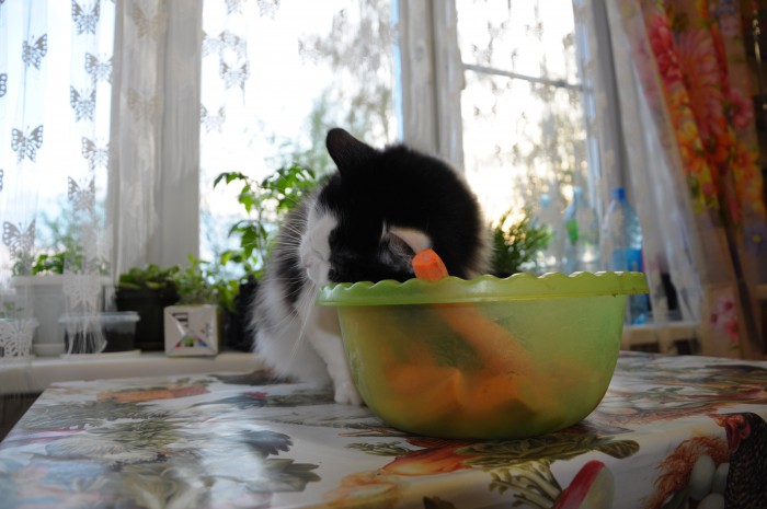 DSC_0885.JPG