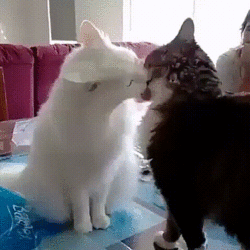 cat_fight.gif