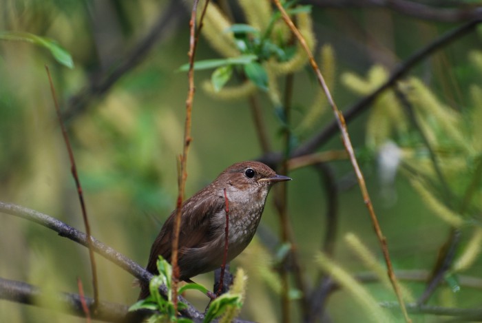 DSC_5530.JPG