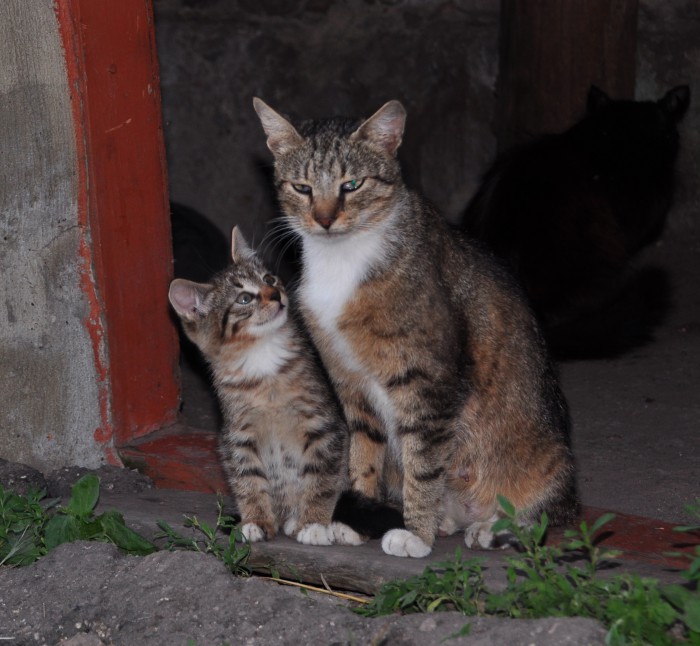 DSC_2633_cr.jpg