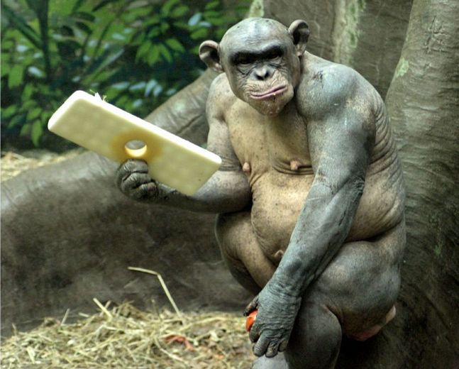 08_bald_monkey.jpg