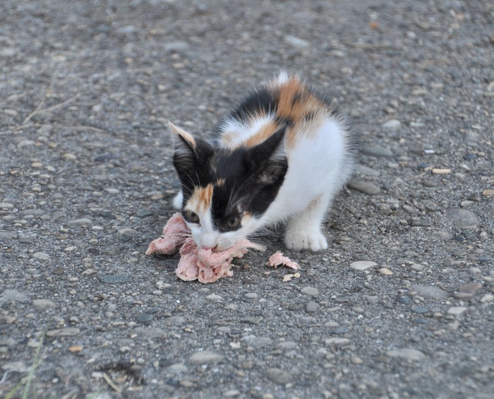 DSC_6676.JPG