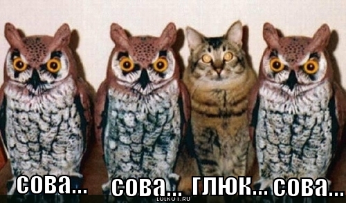 Kote_gluk.jpg