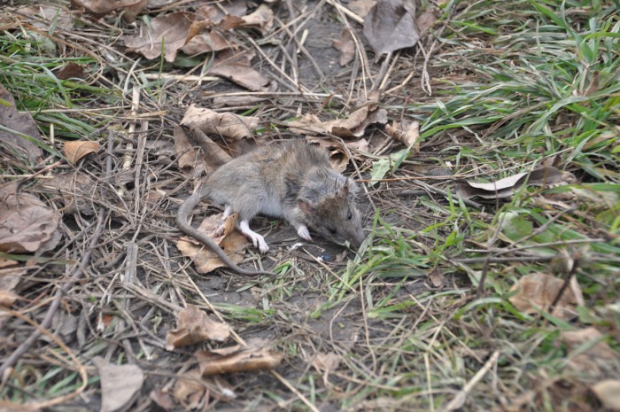 DSC_5037.JPG