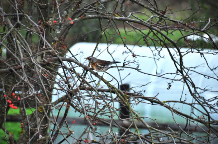 DSC_4982.JPG