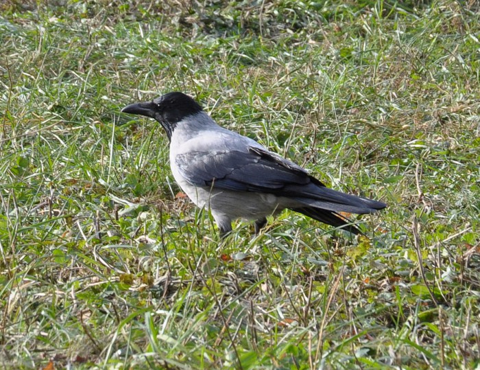 DSC_5109.JPG