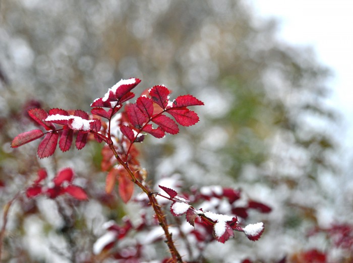 DSC_5146.JPG