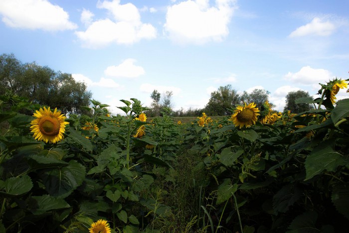 sized_SDIM5568.JPG