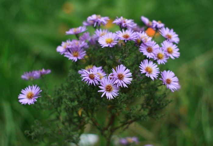 sized_IMG_0134.JPG
