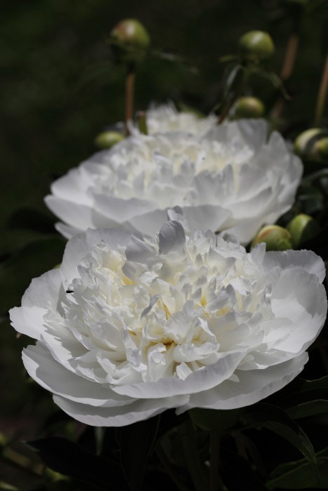sized_DPP_0639.JPG