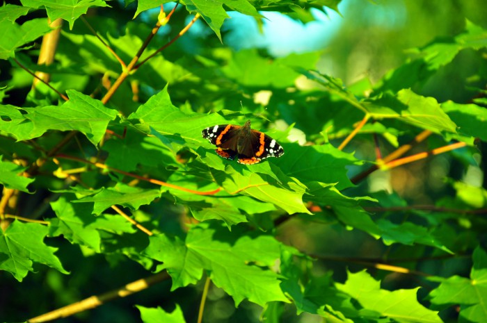 CSC_9398.jpg