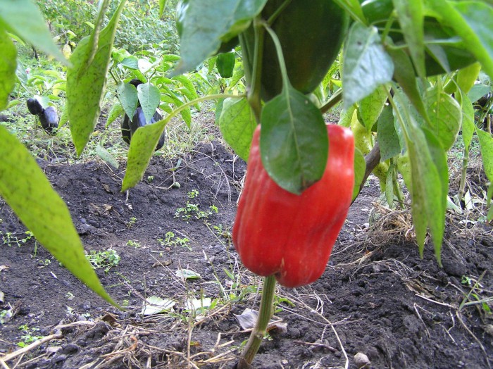 117).jpg