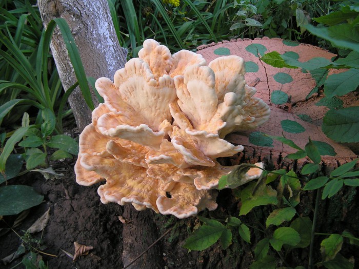 гриб(22).jpg