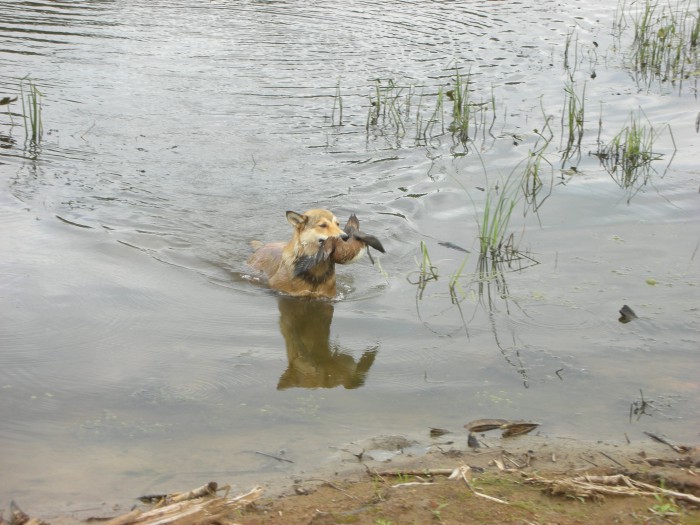 Майка тащит утку 1.jpg