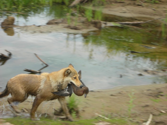 Майка тащит утку 2.jpg