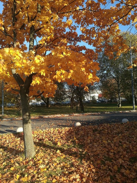 IMG_20181013_161148.jpg