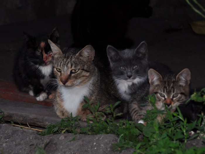 DSC_2637а.jpg